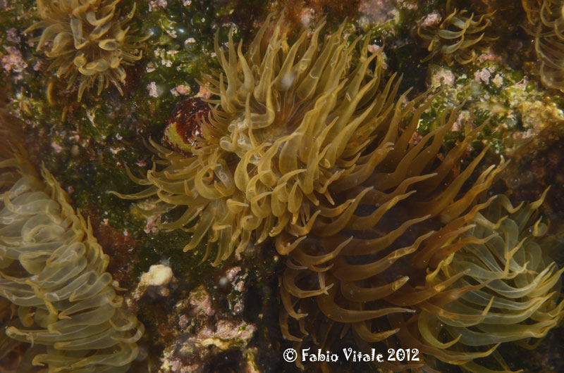 Aiptasia diaphana